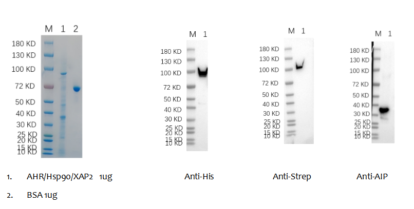 Reducing 4%-20% SDS-PAGE (CBB stained) and WB (Anti-His Mouse Monoclonal Antibody/Anti-Strep tag Mouse Monoclonal Antibody/AIP Rabbit Polyclonal Antibody) analysis profiles of purified AHR/Hsp90/XAP2.